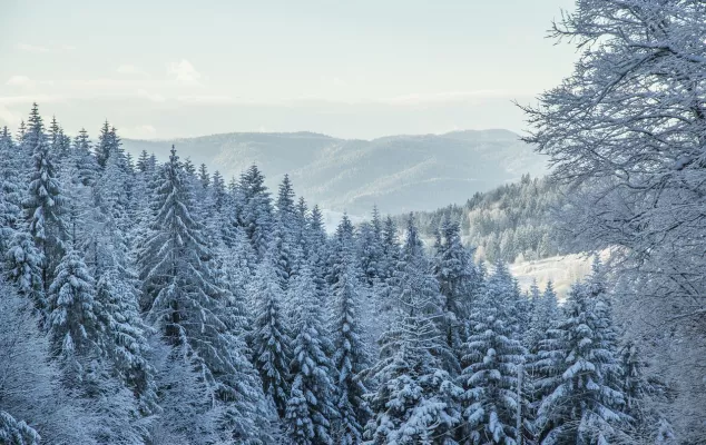 Wald und Berge im Winter tagsüber