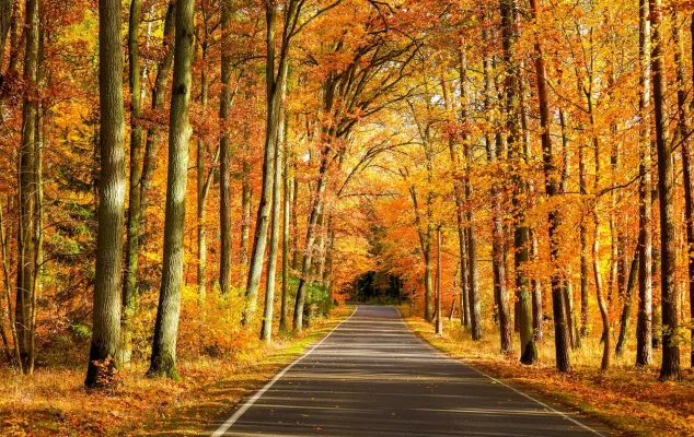 Straße durch den Herbstwald