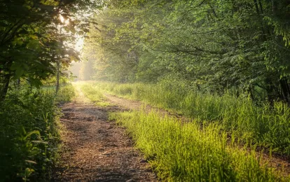 The nature trail