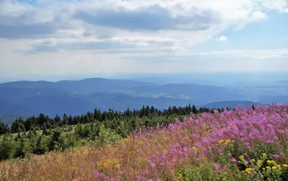 Berge, Alpinwiese, Waldbild