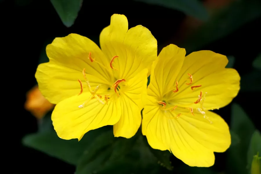 gelbe Blumen auf schwarzem Hintergrund