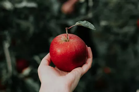 Apfel der Jugend