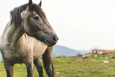 Pferd in den Bergen Bulgariens