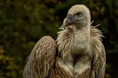 Vulture Valley