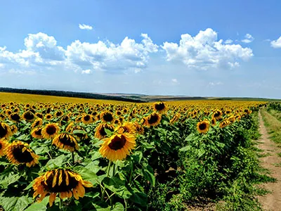 Bulgarische Sonnenblumen