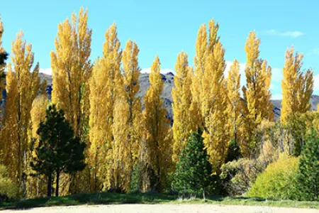 Poplar tree