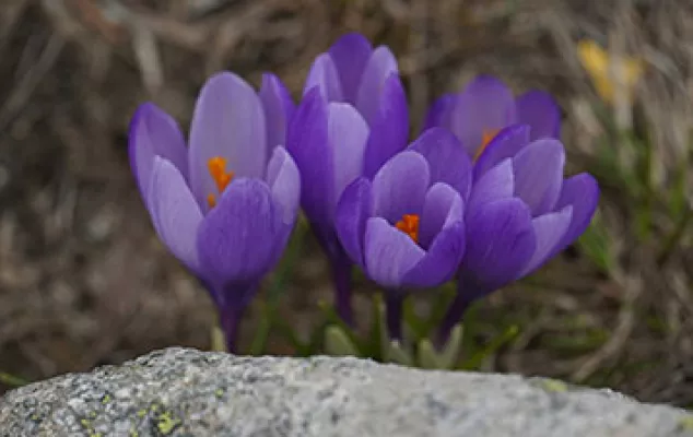 Pirin, Bulgarien