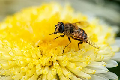 Biene auf einer Blume