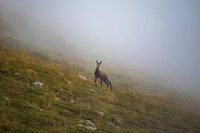 Hirsche in den Bergen