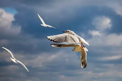 Möwen am Himmel