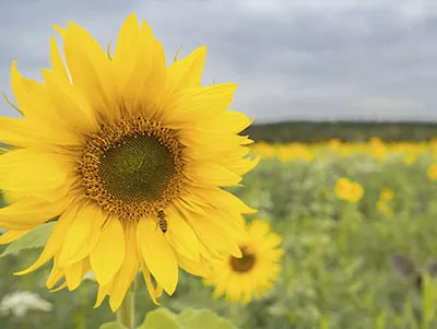 Sonnenblume blüht wunderschön