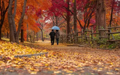 Ehepaar, Park, Herbstbild