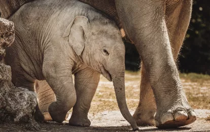 Ein Elefant und ein Elefantenbaby im Zoo.