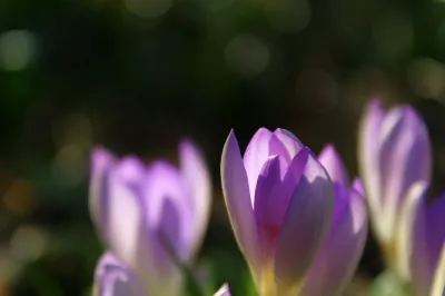 eine Gruppe lilafarbener Blumen, die im Gras stehen