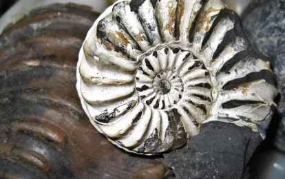 Versteinerte Nautilus, Fossil, Versteinerung Bild