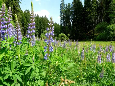 lila Blumen im Wald