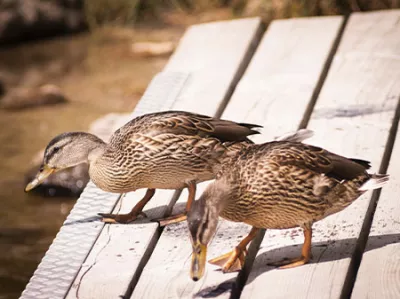 Enten aus Bayern