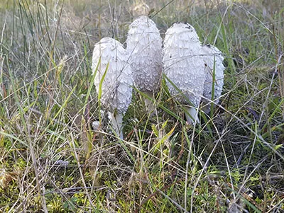 Schopftintlinge aus dem Fläming Coprinus comatus zotteliger Tintenhut