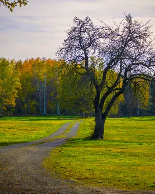 Baum im Feld