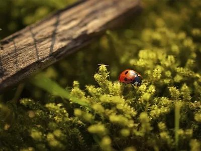 Sunlit ladybird