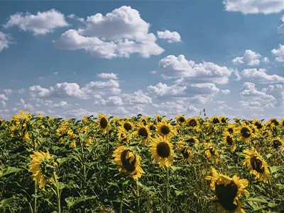 Feld mit Sonnenblumen