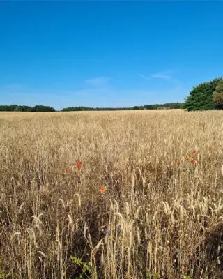 Goldenes Weizenfeld