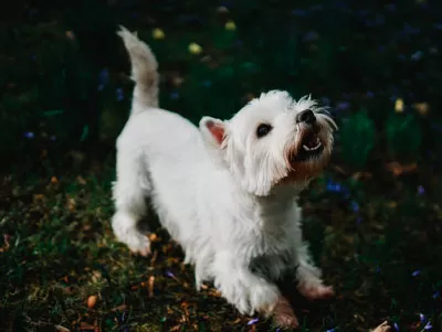 Weißer Hund spielt auf dem Feld