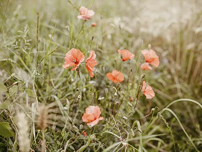 Feldblumen