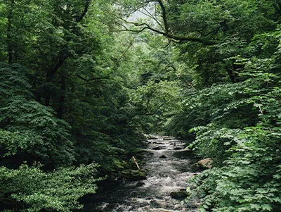 Entdecken Sie die wilde und schöne Natur des Harzes in Deutschland