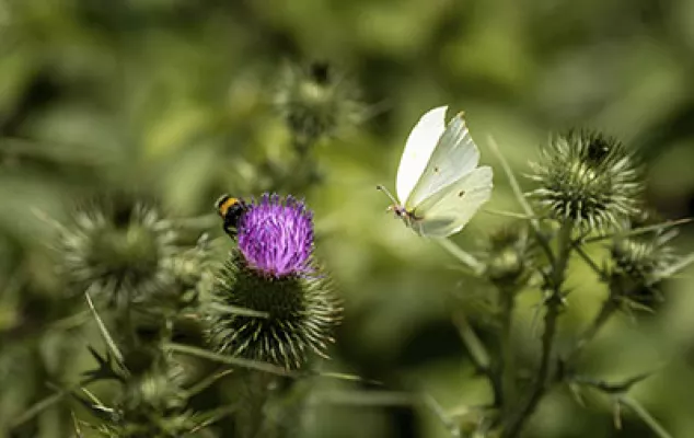 Blume und Schmetterling