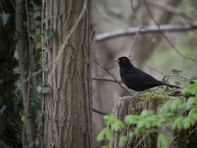 Schwarzer Vogel im Wald