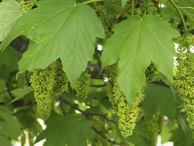 Sapindaceae