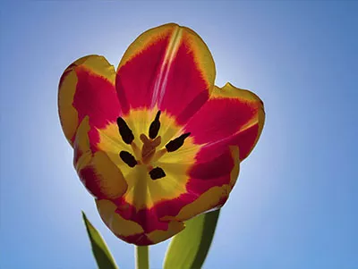 Tulip