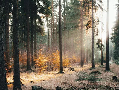 Sonne im Wald