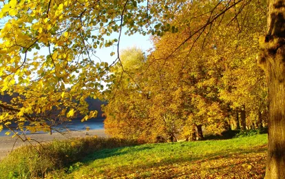 Herbstwald in Glücksburg