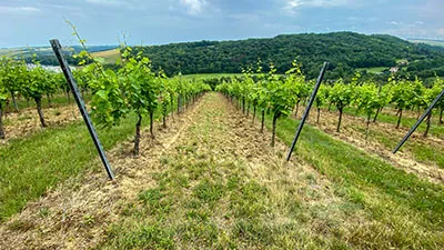 Weinberge von Bad Sulza