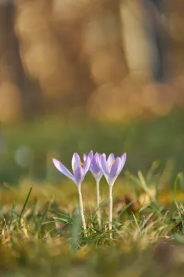 Krokus im Frühling