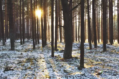 Das Licht der Sonne durch die Bäume