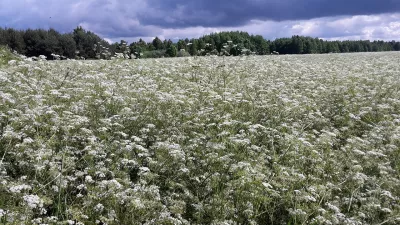 Feld, Litauen, Palanga Bild