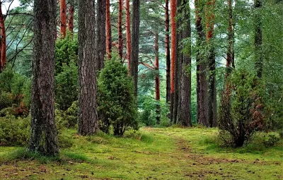 Wald in Polen