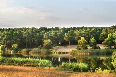 Bäume, Wald, Schönheit Bild