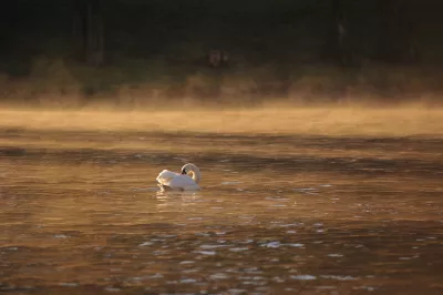 Bild Schwan, Fluss, Morgendämmerung