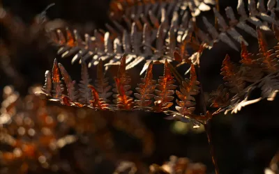 Trockene Blätter eines männlichen Farns oder Dryopteris filix-mas im Herbstlicht