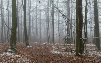 Der erste Schnee im Wald. Nebliger Morgen in einem Eichenwald. Świętokrzyskie Polen.