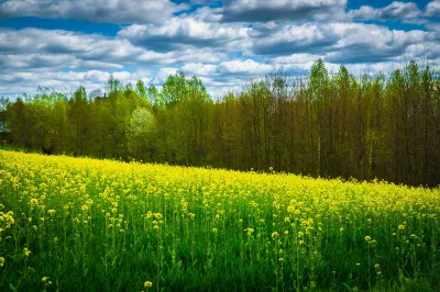 gelbe Blumen und Bäume