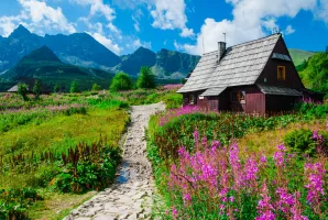 Berghütte in der Tatra, malerische Wiese im Gasienicowa-Tal mit erstaunlicher Gebirgsblume
