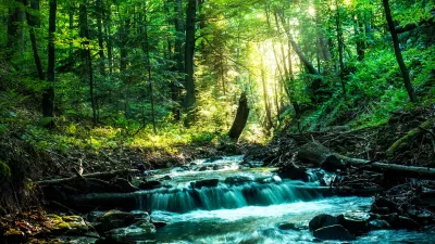 Fluss im Wald in Krynica-Zdrój