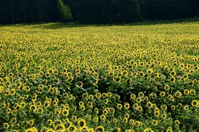 Sonnenblumen, Natur, Feldbild