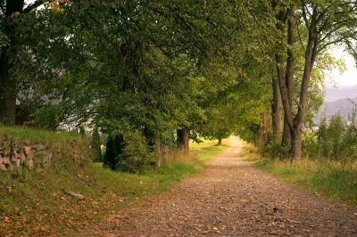 Eine Allee durch die Bäume