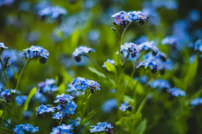 blaue Blumen in Wloclawek